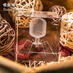 噬菌体