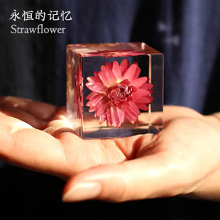 Solacube蜡菊